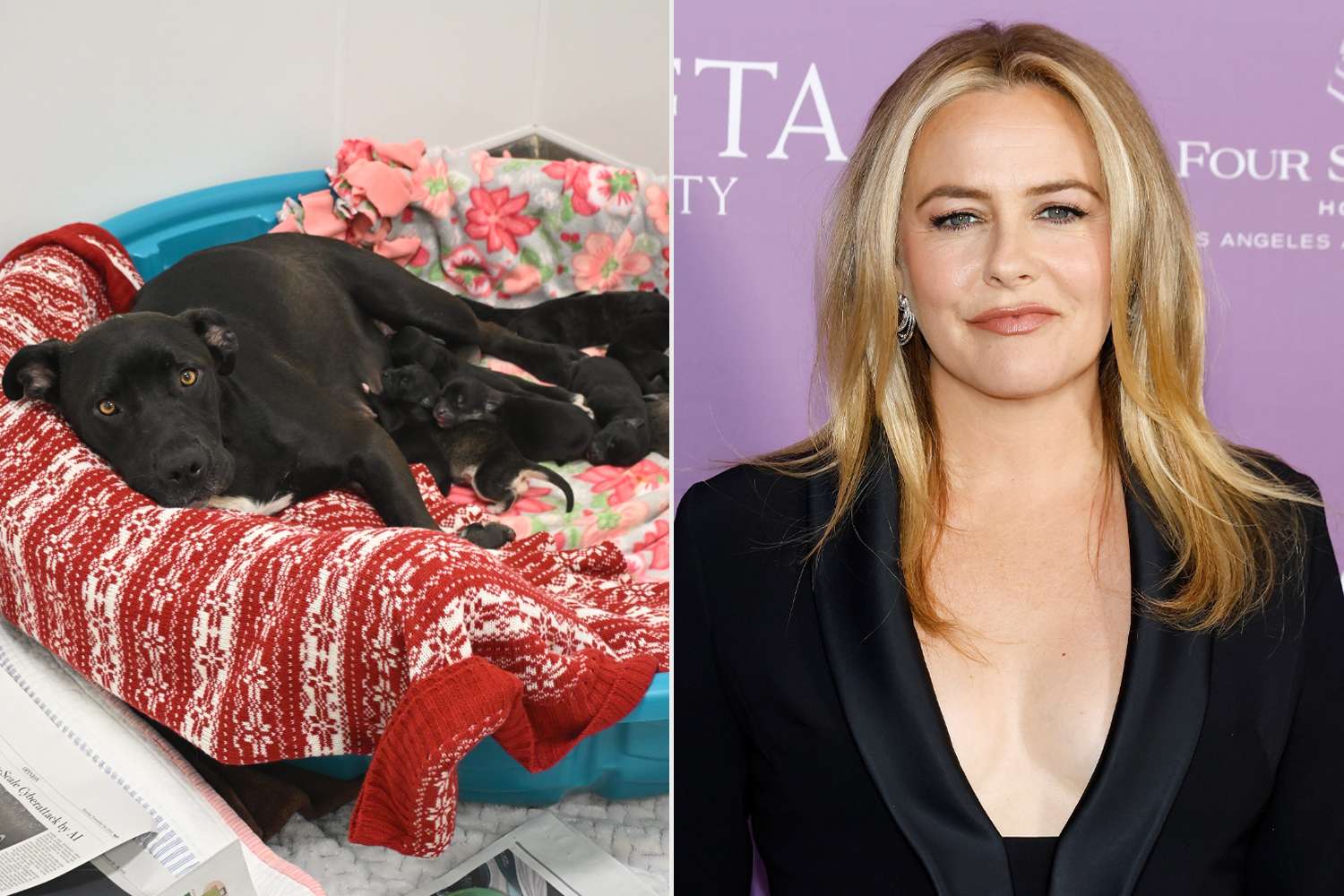 Alicia Silverstone Helps Save Pregnant Dog 020226 C0d0b166d9f74b8fb9651d2333e22a57.jpg