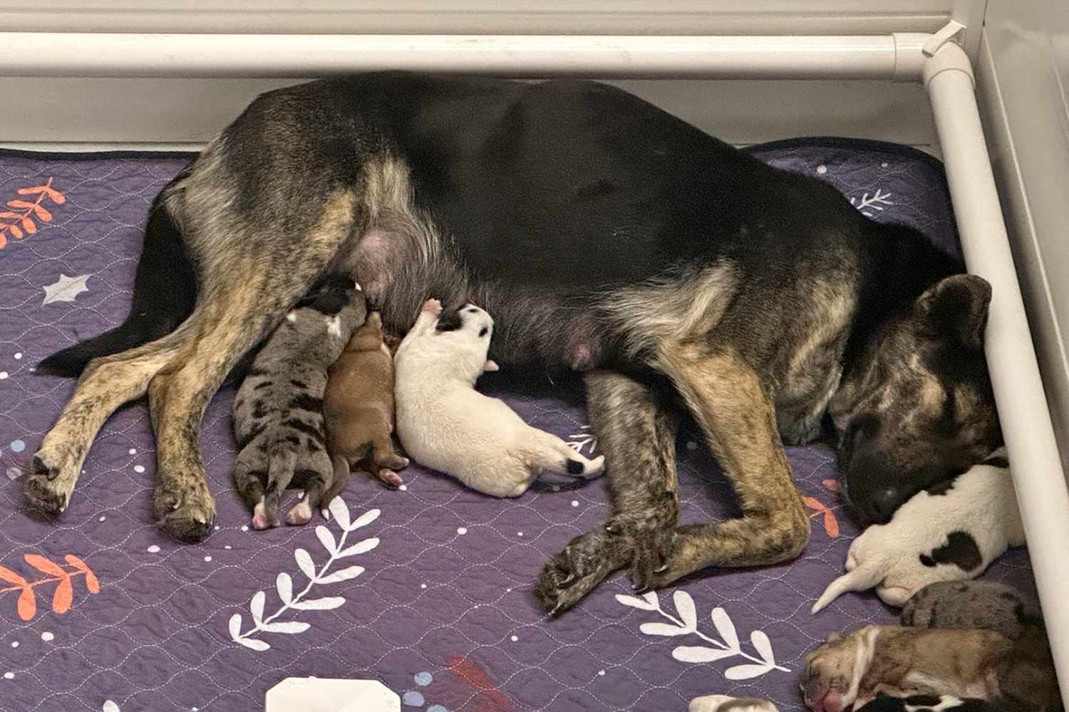 Pregnant Dog 1 020326 F9ec7e25176c43efb20722d8b073739c.jpg